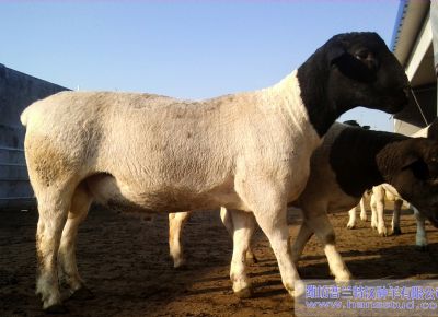 点击查看详细信息<br>标题：黑头杜泊种羊展示 阅读次数：5239