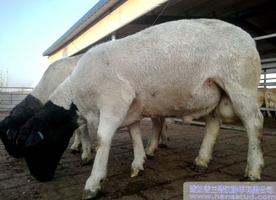 点击查看详细信息<br>标题：黑头杜泊种羊展示 阅读次数：3782