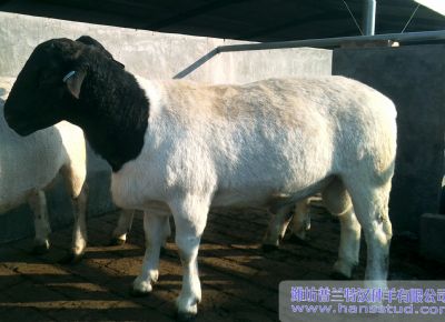 点击查看详细信息<br>标题：黑头杜泊种羊展示 阅读次数：3884