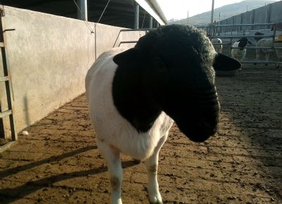 点击查看详细信息<br>标题：黑头杜泊种羊展示 阅读次数：4114